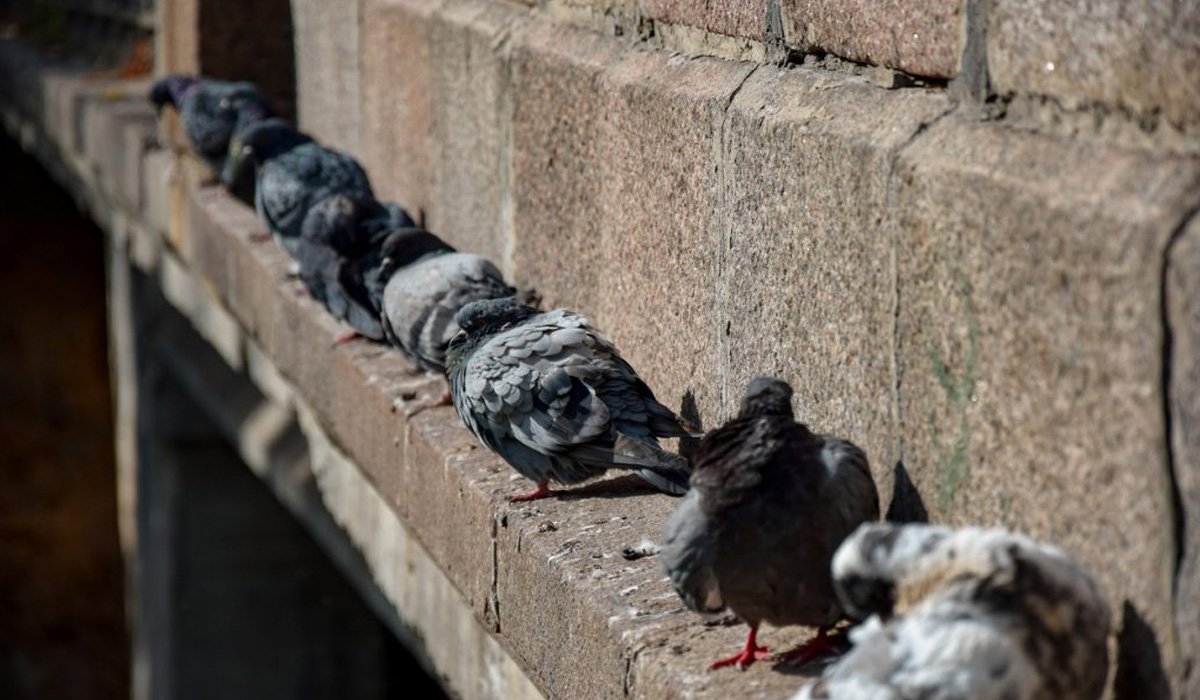 Protections Anti Pigeons Rhône Alpes Hygiène 3d