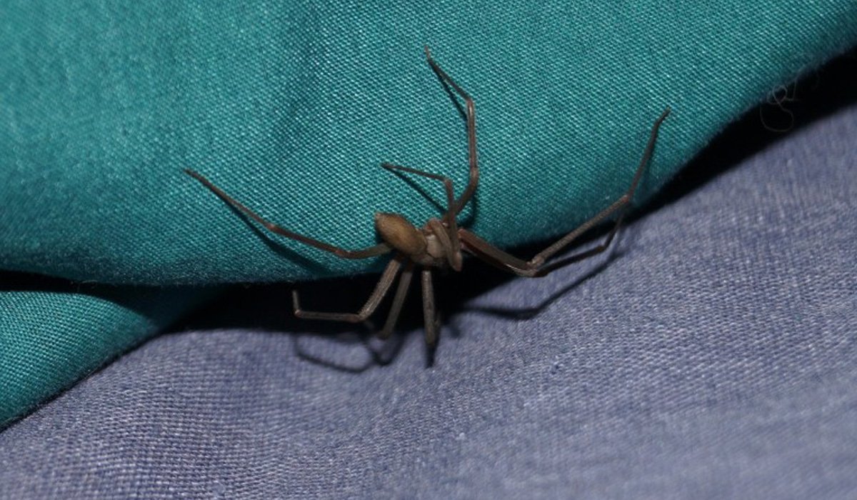 photo de araignée rah3d