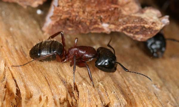 photo de fourmis rah3d