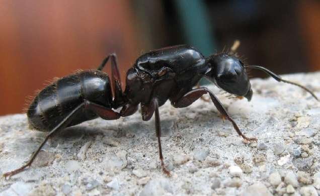 photo de fourmis rah3d