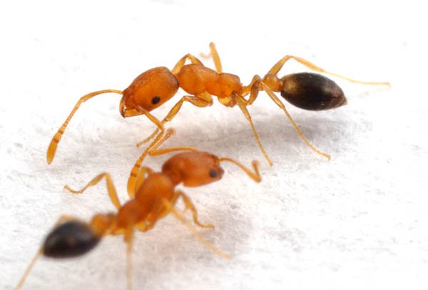 photo de fourmis rah3d