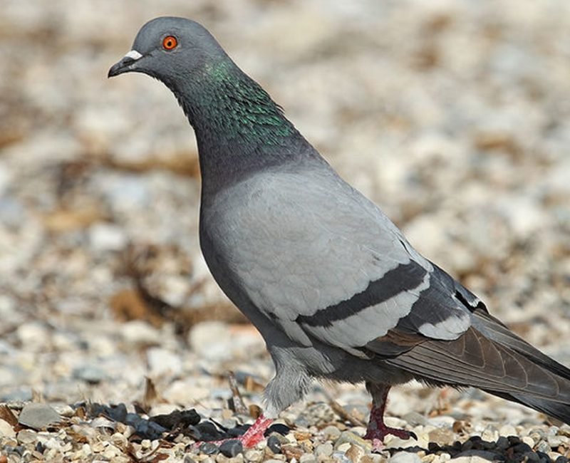 photo de pigeons rah 3d
