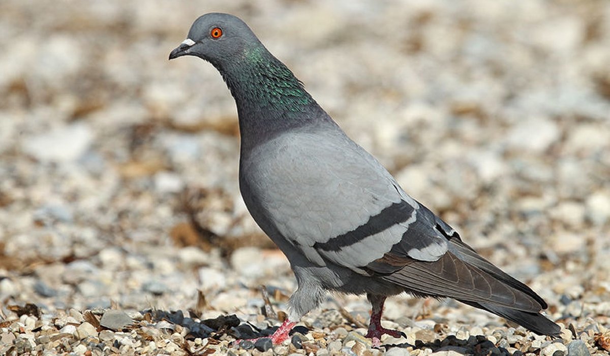 photo de pigeons rah 3d