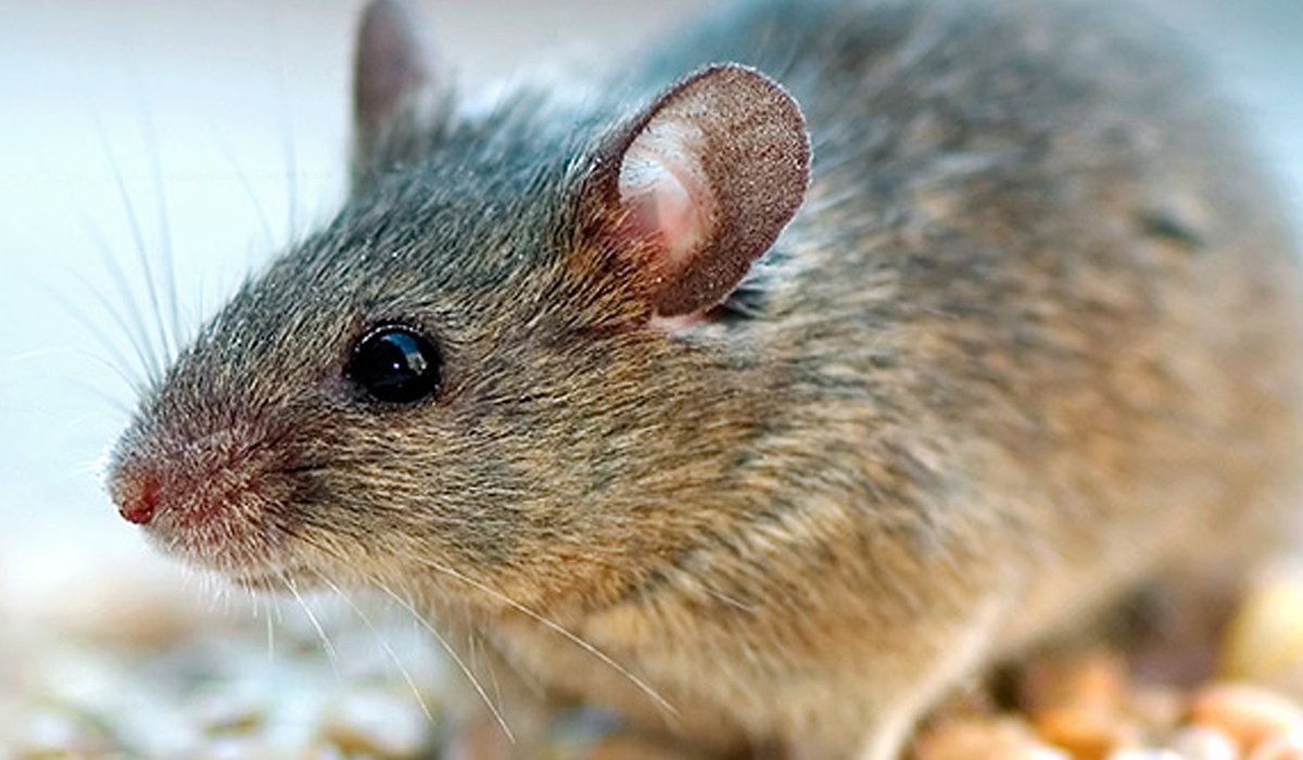 photo de souris rah 3d
