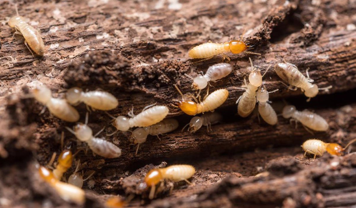 photo de termites rah3d