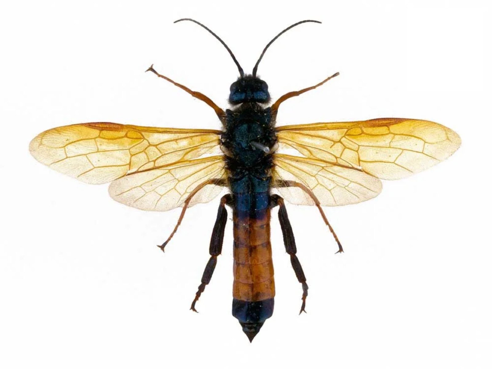 Sirex