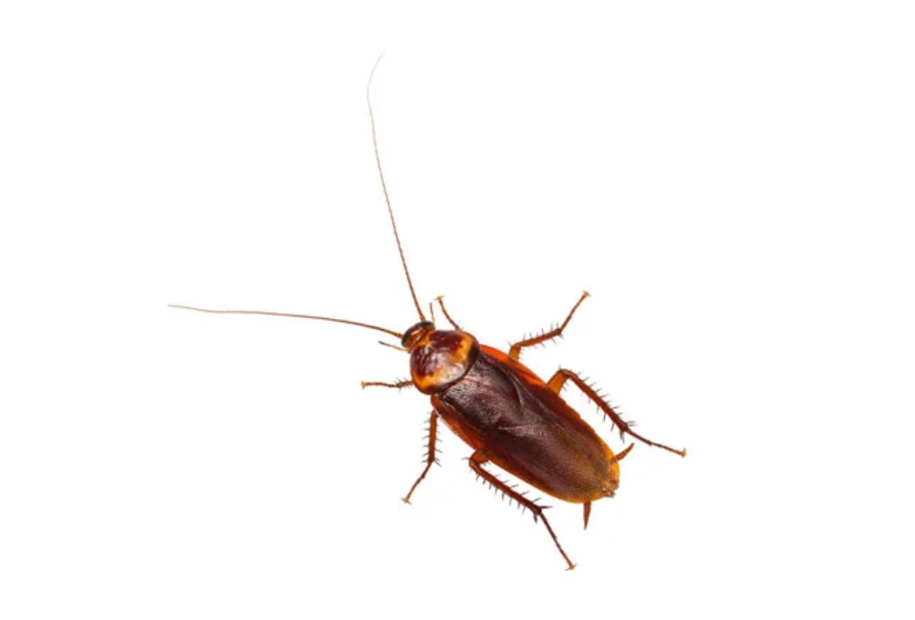 Blatte américaine