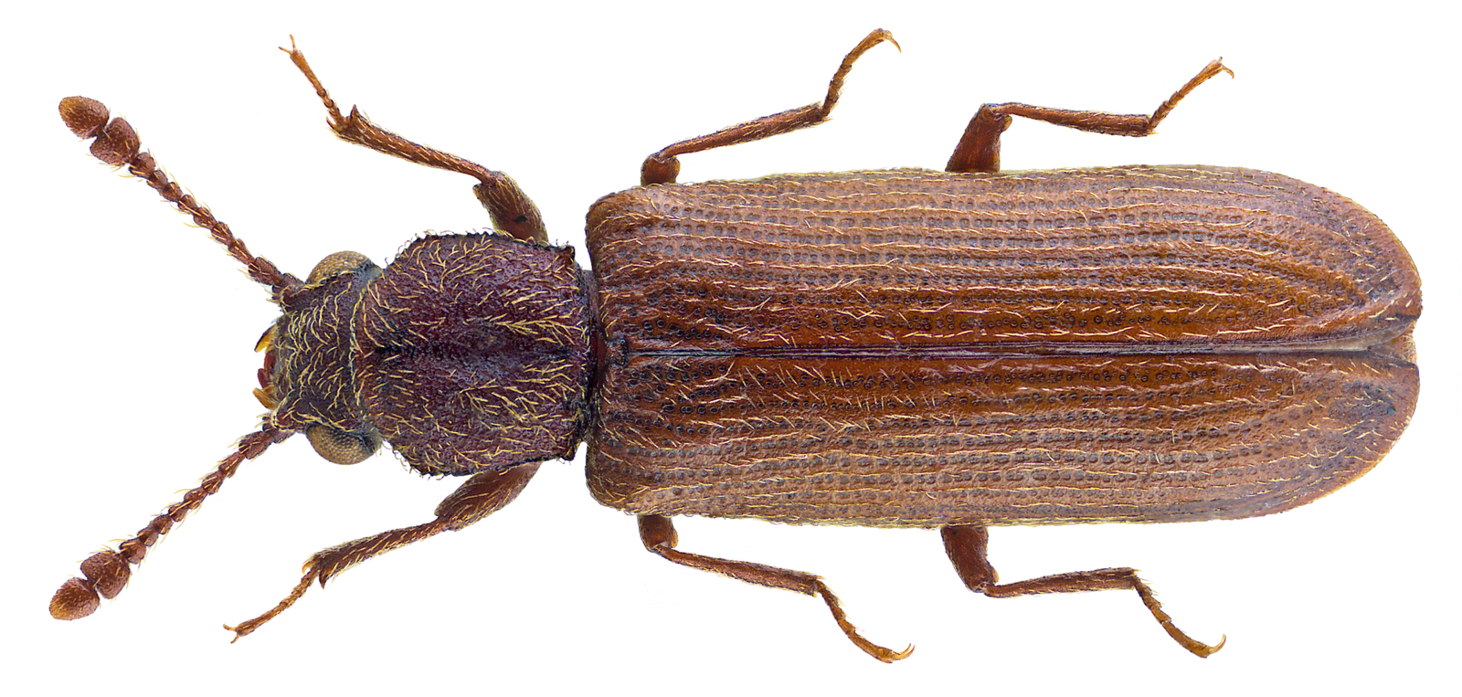 Lyctus