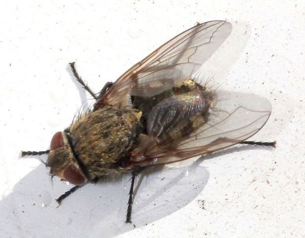 Mouche des greniers