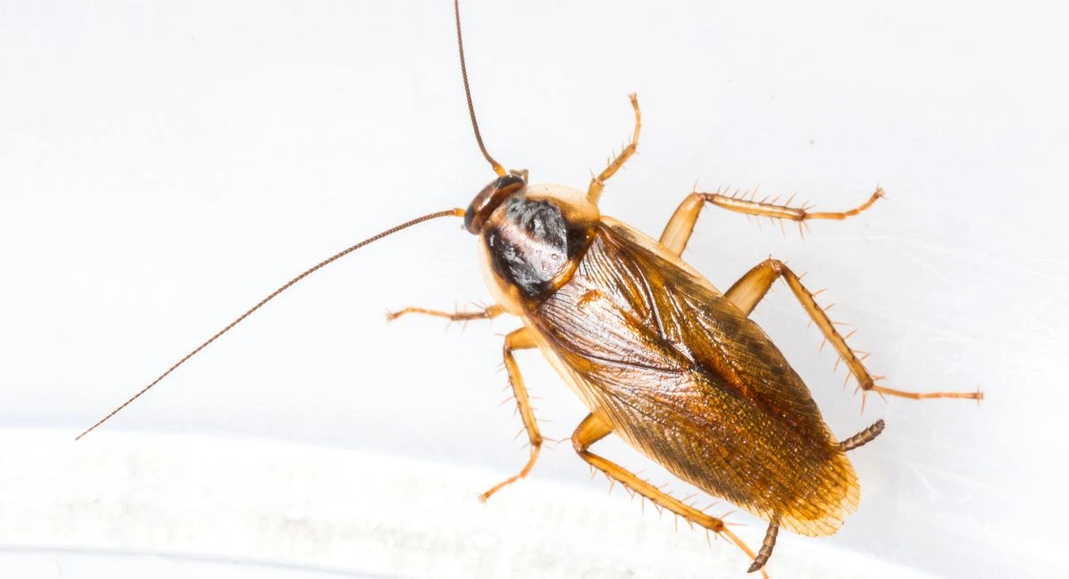 Blatte germanique