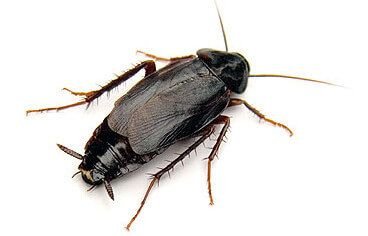 Blatte orientale