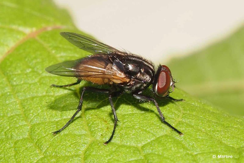 Mouche d'automne