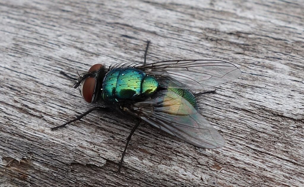 Mouche bleue de la viande