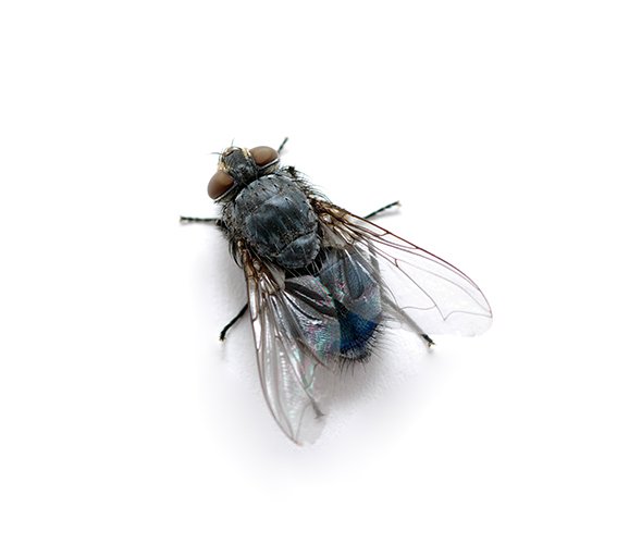 Mouche domestique