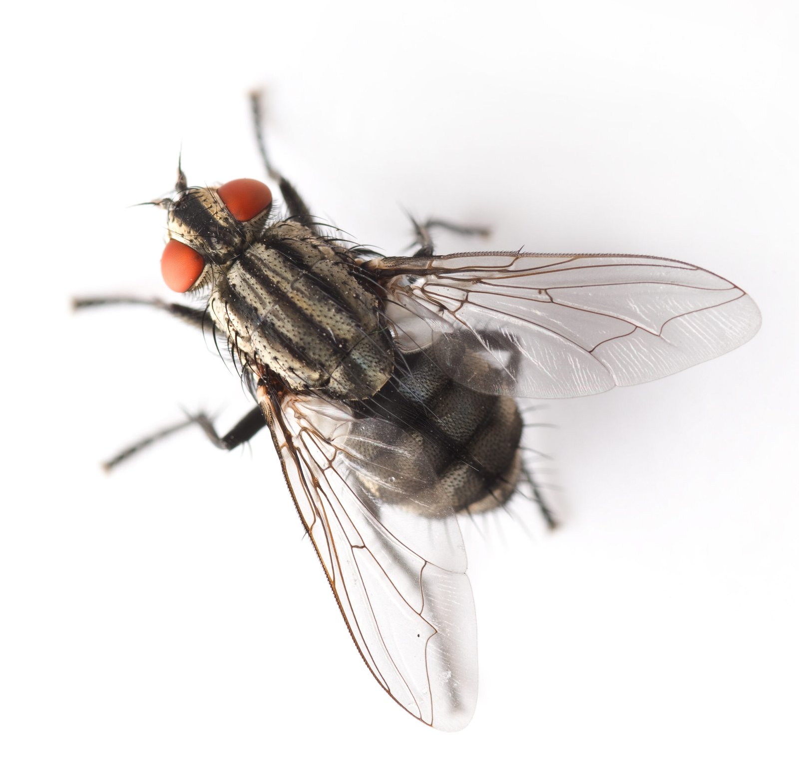 Mouche des étables
