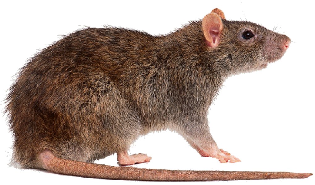 Rat brun ou surmulot