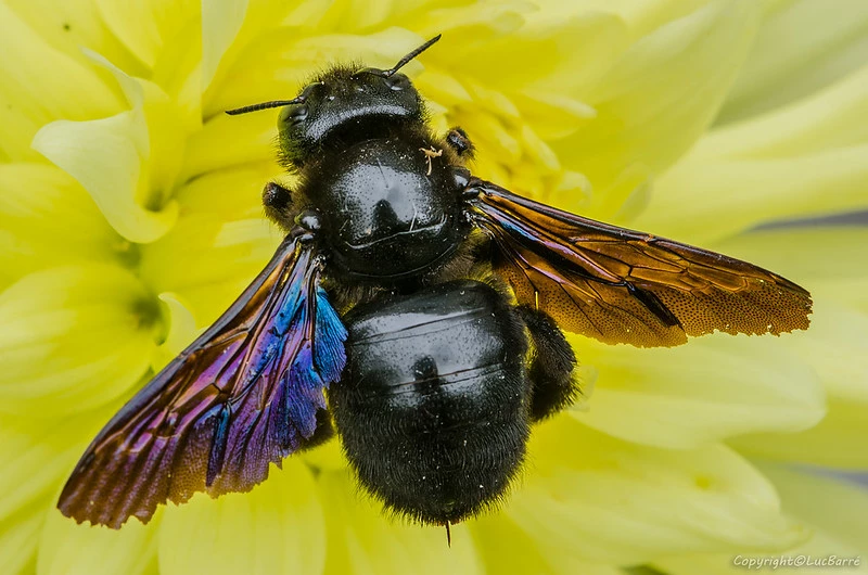 Abeille charpentière