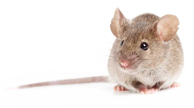 Souris domestique